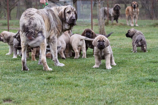 Jenny Mastibe and puppies
