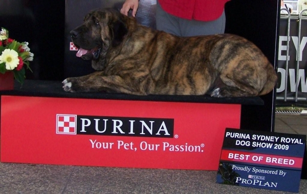 Iago Mastibe - BOB - Purina Sydney Royal Dog Show 2009
ICH.Unique du Domaine du Runneval x ICh.Connie Mastibe
