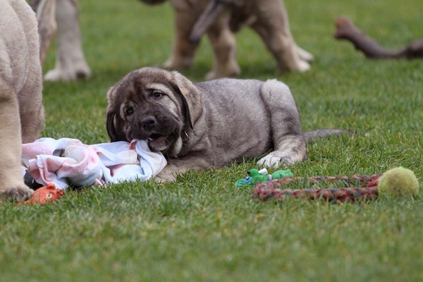 Prada Mastibe 7 weeks old
