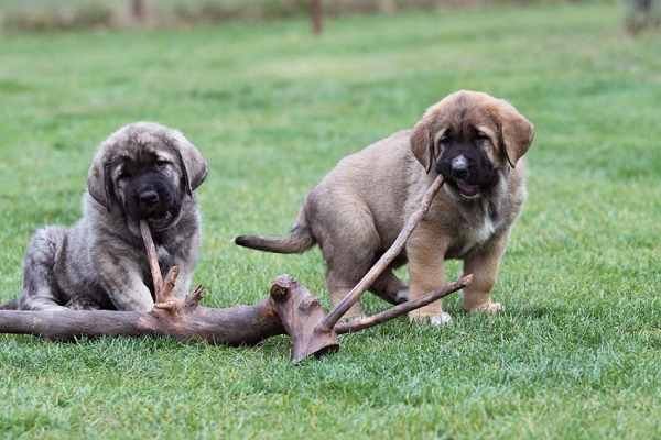 Primus and Philomena Mastibe 7 weeks old
