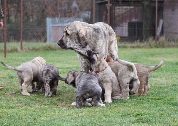 Puppies and Jenny Mastibe
