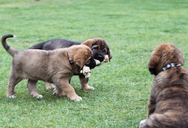 Puppies from Mastibe
