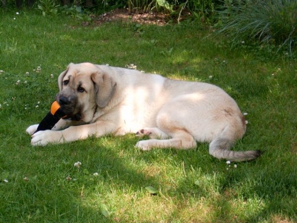 Bella Bis Mastibe - 4,5 months old
Keywords: mastibe puppy cachorro