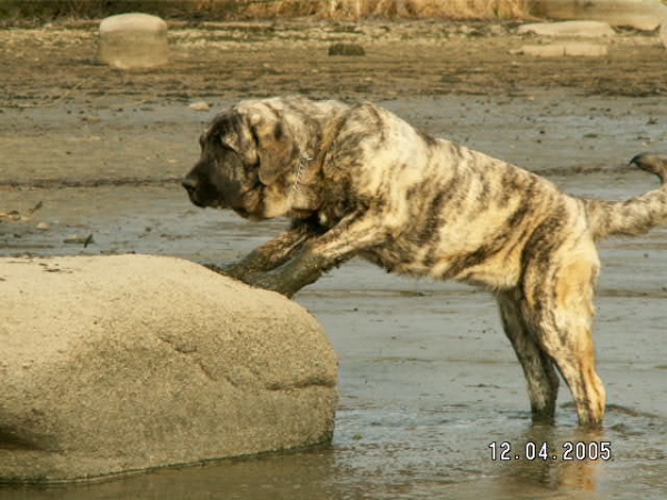 Ginny Mastibe - 9 months old
Keywords: water puppy cachorro calverota