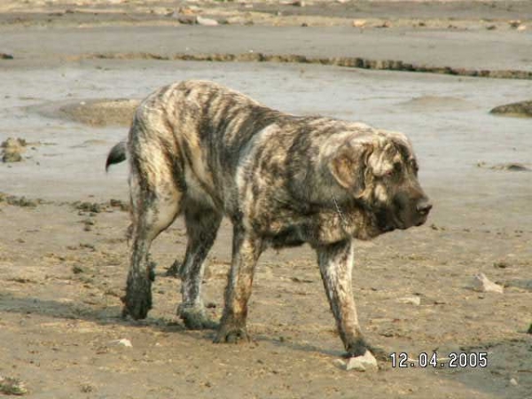 Ginny Mastibe - 9 months old
Keywords: puppyczech puppy cachorro calverota