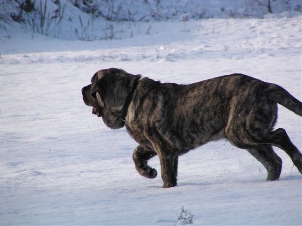 Gran Golfo Mastibe - 5 months
(Enamorado Ernesto Mastibe x Ich.Connie Mastibe)  
 

Keywords: snow nieve puppy cachorro mastibe