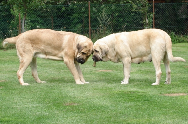 Neron de Laciana-14 months,Amiga Zazi Bis Mastibe-2 years
