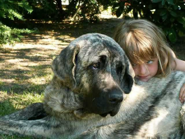 Mastín from kennel Mastibe
Keywords: kids mastibe