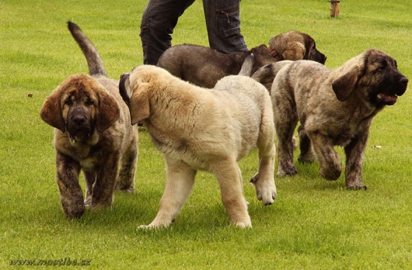 Puppies from Abertura kennel 
