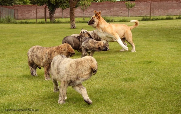 Puppies from Abertura and Casto de Torreanaz
