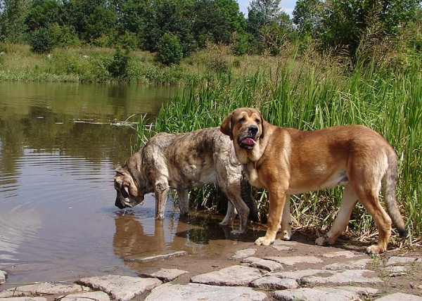 Anuler Alano and Jenny Mastibe
Alano nearly 9 months
(Ch.Elton z Kraje sokolu x Anais Rio Rita)
Jenny nearly 19 months
(Ich.Basil Mastifland x Goya Mastibe)
