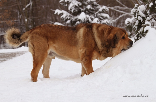 Anuler Alano 2 years old
Keywords: snow nieve