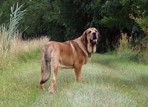 Anuler Alano
nearly 9 months
Ch.Elton z Kraje sokolu x Anais Rio Rita
