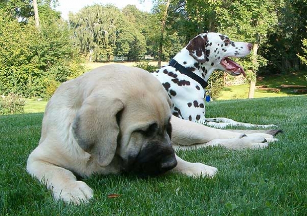 Zazi Mastibe (3,5 months old) and dalmatin-siesta
Keywords: pet puppyczech puppy cachorro mastibe