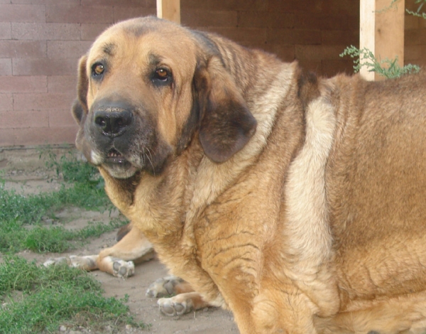 Archie Mastibe 10 years old
World Winner, European Winner, Interchampion, Champion Czech, Champion Poland, Champion Austria, Champion Slovakia ...

(Adore Baghira X Elba Vila Dalia)
Born: 12.09.1998
Keywords: mastibe