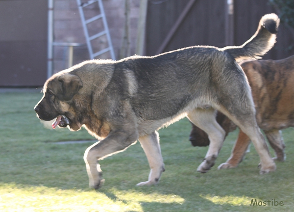 Bribon I de Filandon 12 months
Sargon de Filandon x Selva I de Riolago
Keywords: mastibe