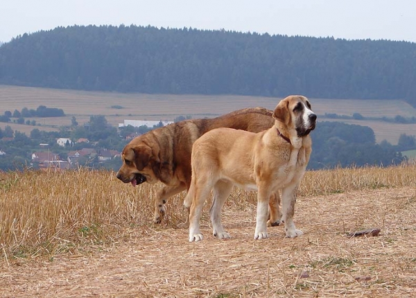 Casto de Torreanaz and Anuler Alano
