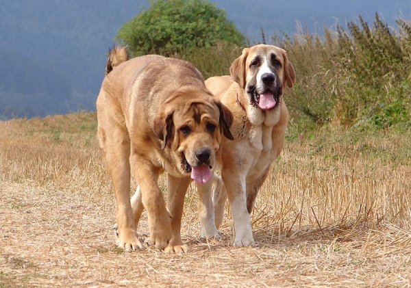 Anuler Alano and Casto de Torreanaz
