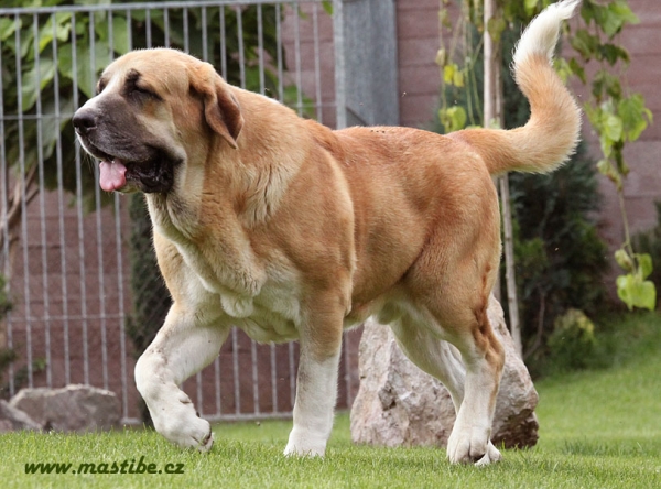 Casto de Torreanaz 19 months old
Nilo de Campollano x Tina de Babia
