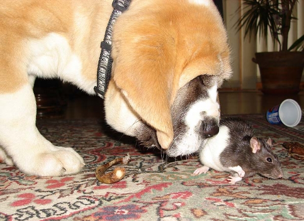 Casto and rat :-)
Keywords: pet