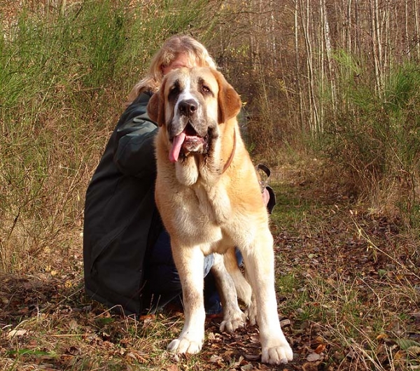 Casto de Torreanaz 9,5 months old
Nilo de Campollano x Tina de Babia
