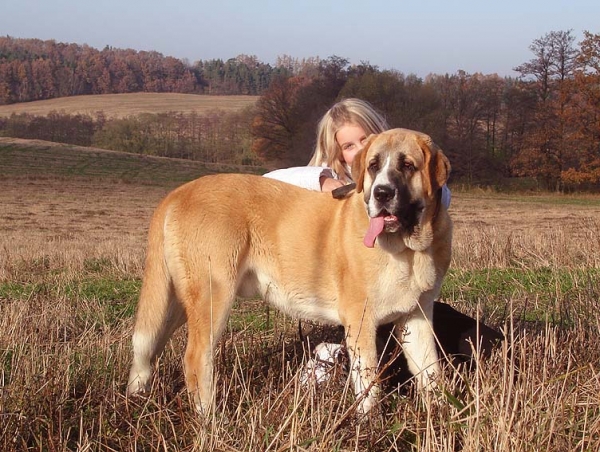 Casto de Torreanaz 9,5 months old
Nilo de Campollano x Tina de Babia
