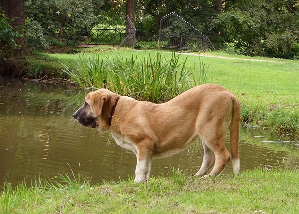 Casto de Torreanaz
5,5 months old
Nilo de Campollano x Tina de Babia
