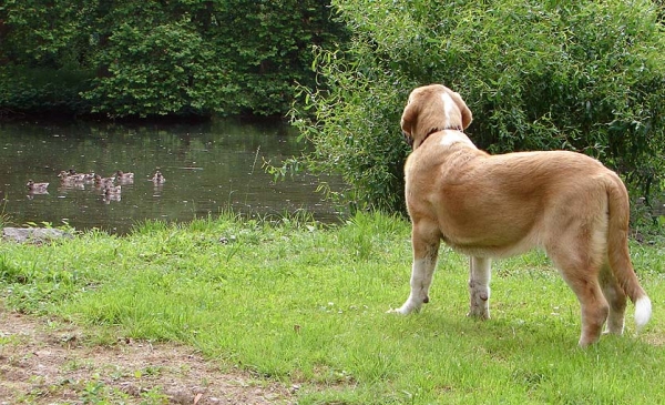 Casto and ducks
5,5 months old
Nilo de Campollano x Tina de Babia
