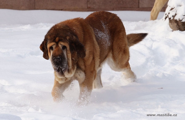 Domenico Beark Cerny levhart 6,5 years
Keywords: snow nieve