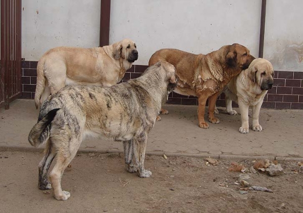 Females from Mastibe
Jenny nearly 14 months
Zazi 3,5 years
Archie 10,5 years
Feya 5,5 years
