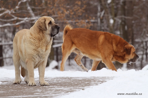 Feya Mastibe and Unique du Domaine du Runneval, both 7,5 years
Keywords: snow nieve