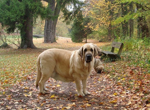 Feya Mastibe-5,5 years
World Winner, European Winner, Interchampion, Grandchampion, Champion Czech, Austria, Poland, Slovakia...
