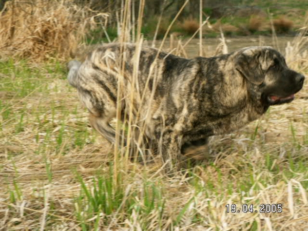 Ginny Mastibe - 9 months old
Keywords: puppyczech puppy cachorro calverota