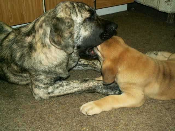 Ginny Mastibe & Zula
Kľúčové slová: calverota puppyczech puppy cachorro