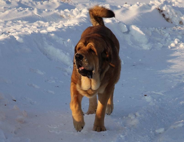 Anuler Alano 15 months old, BOB - National dog show in Glogow, 23.1.10 and BOB - International dog show in Trencin, 24.1.10
Keywords: snow nieve