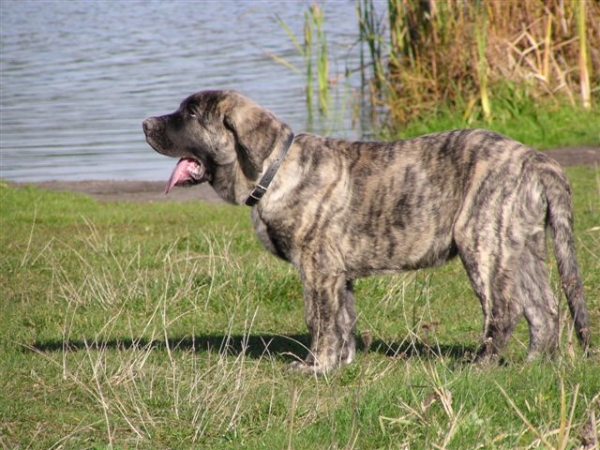 Gran Golfo Mastibe - 3 months old
Enamorado Ernesto Mastibe x Ich.Connie Mastibe  

Trefwoorden: puppyczech puppy cachorro mastibe