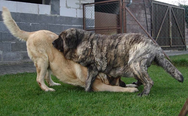 Goya Mastibe and Neron de Laciana
