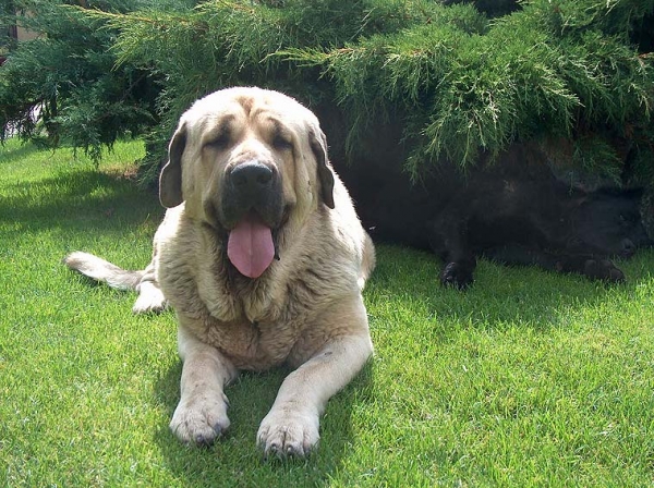 Hagrid Mastibe-2 years old
