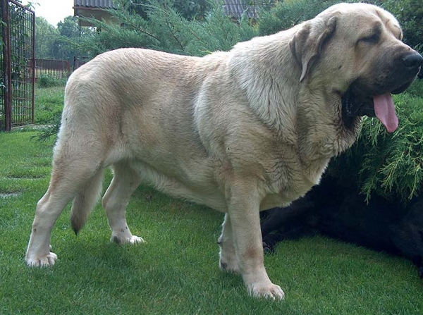 Hagrid Mastibe-2 years old
