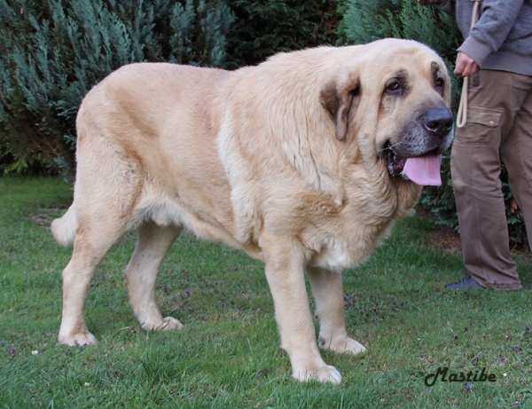 Happy del Dharmapuri, father of puppies from "V" litter Mastibe
