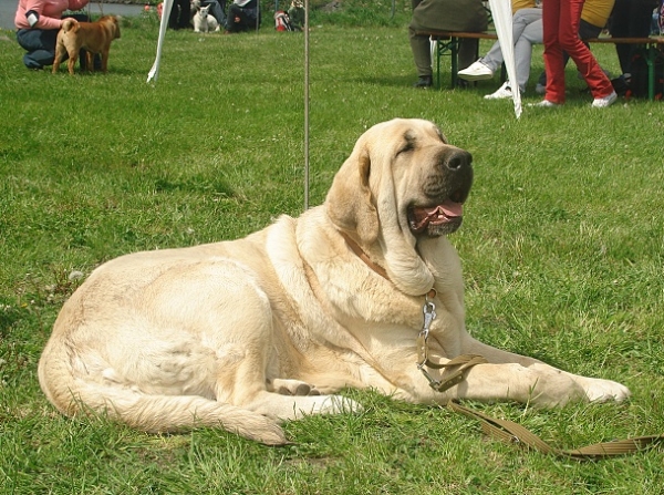 ICh.Amiga Zazi Bis Mastibe - CAC,Club Winner,BOB.Best female in the show (from 40 females all breed).
ICh.Enamorado Ernesto Mastibe x ICh.Feya Mastibe
