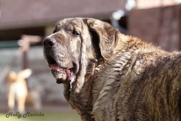 Holly Mastibe 5,5 years
Druso de la Aljabara x Connie Mastibe
