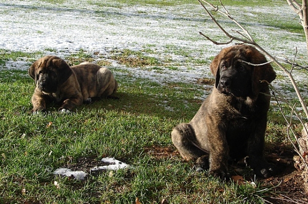 Iago and Indy - 10 weeks
Puppies from Mastibe
(ICh.Unique du Domaine du Runneval x ICh.Connie Mastibe)
