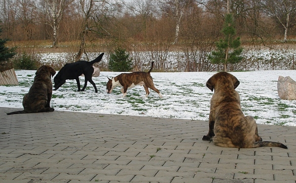 Iago and Indy
Puppies from Mastibe
(ICh.Unique du Domaine du Runneval x ICh.Connie Mastibe)
