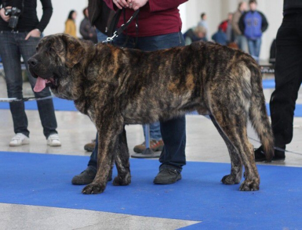 Chebaart Zaark Mastibe - Excellent 1,CAC,Res.CACIB - International show in Brno 7.2.2009
Photo - Pavlina Vitousova
