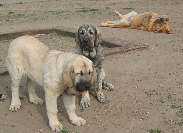 Joko and Jenny (4 months) and Unique
