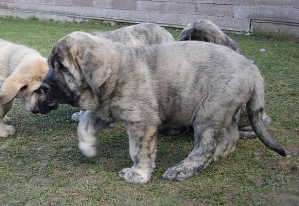 Jorge Mastibe 8 weeks
