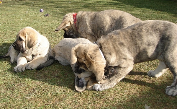 Puppies from Mastibe
