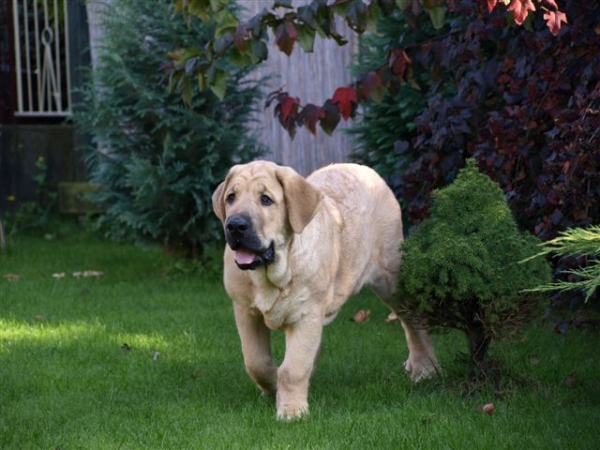 King Carlo Mastibe-4 months old
Neron de Laciana x Feya Mastibe
