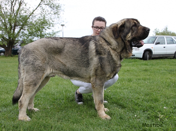 Bribon I de Filandon 16 months old
Sargon de Filandon x Selva I de Riolago
Keywords: mastibe